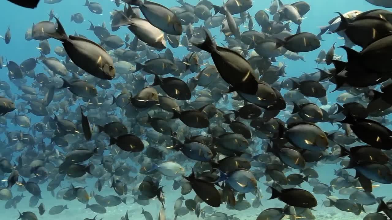 Французская Полинезия, часть 4