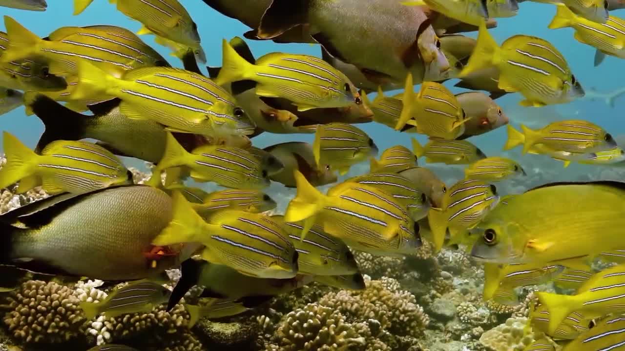 Французская Полинезия, часть 8