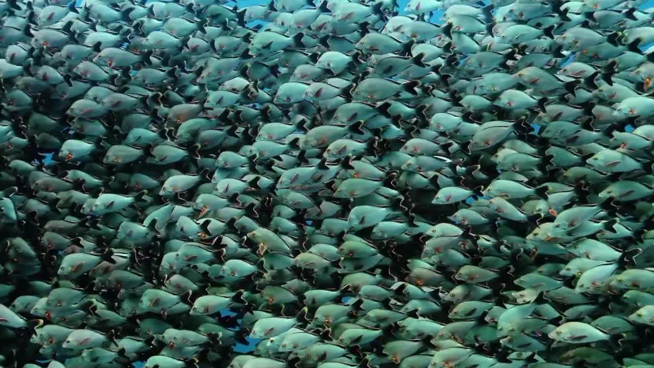 Французская Полинезия, часть 9
