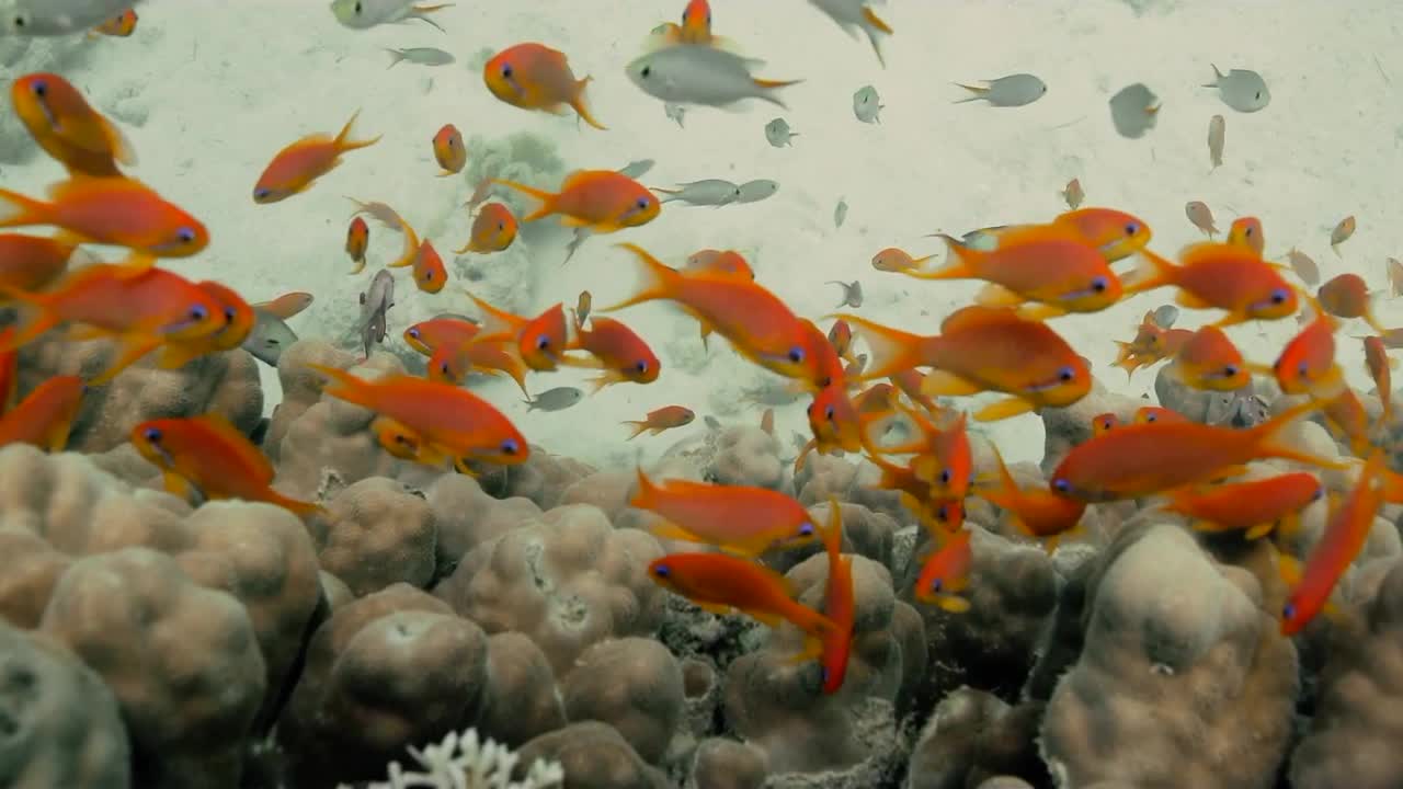 Красное море, часть 14
