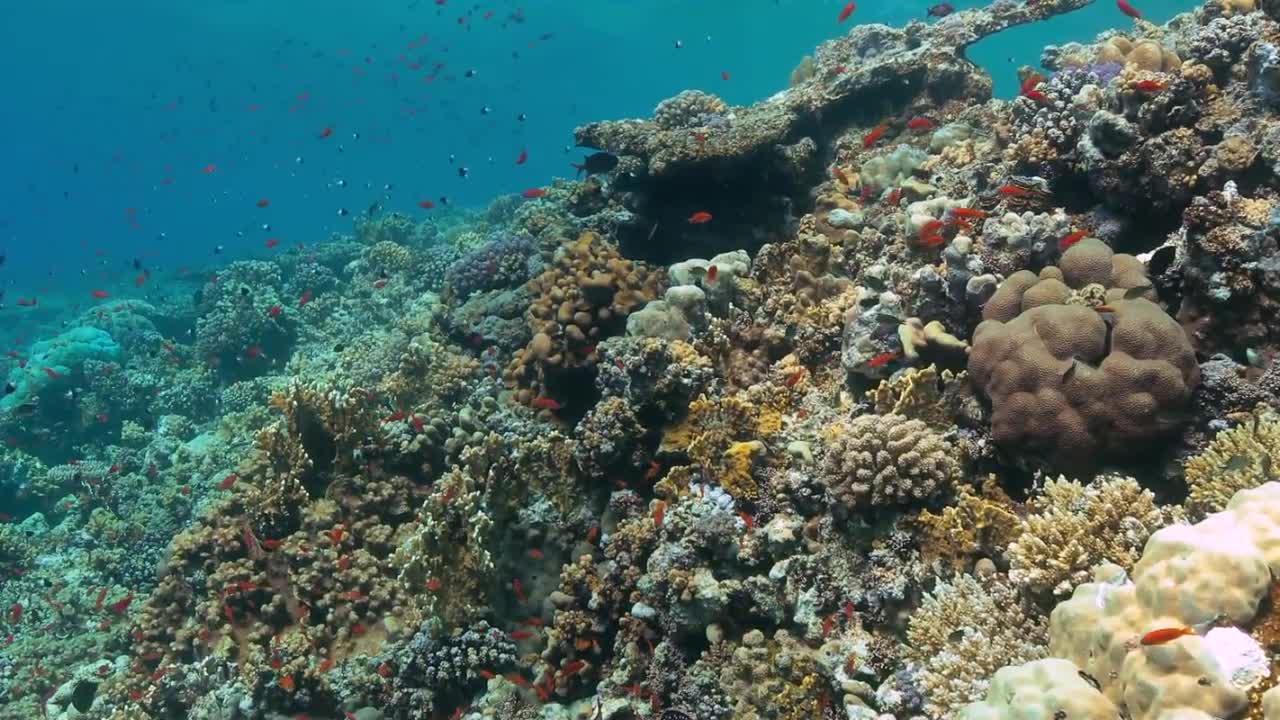 Красное море, часть 15