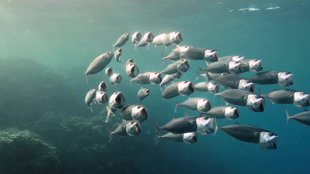 Красное море, часть 16