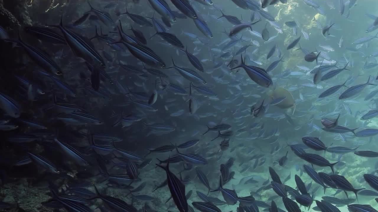 Красное море, часть 17