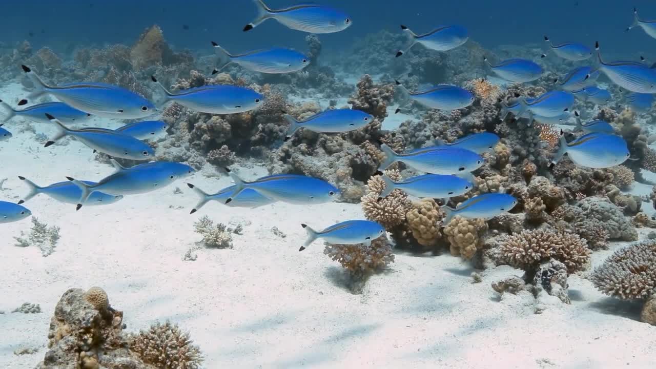 Красное море, часть 18