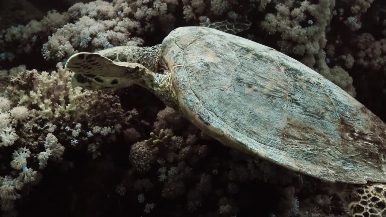 Красное море, часть 19