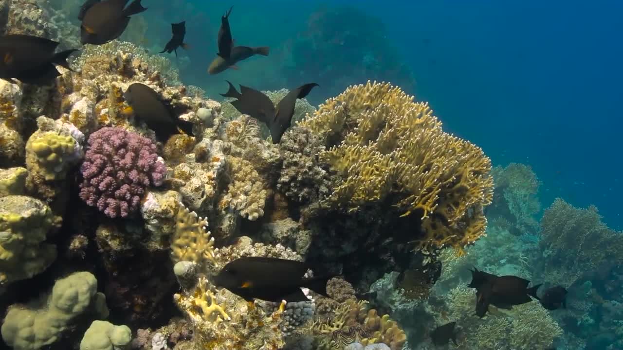 Красное море, часть 5