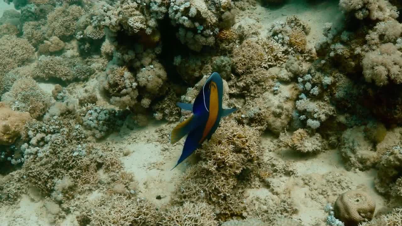 Красное море, часть 6