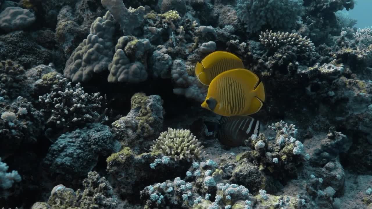 Красное море, часть 7