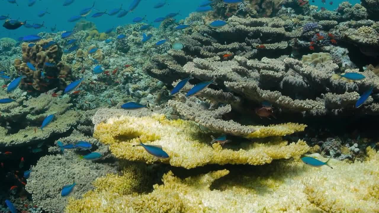 Красное море, часть 8