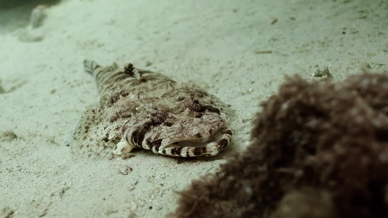 Красное море, часть 9