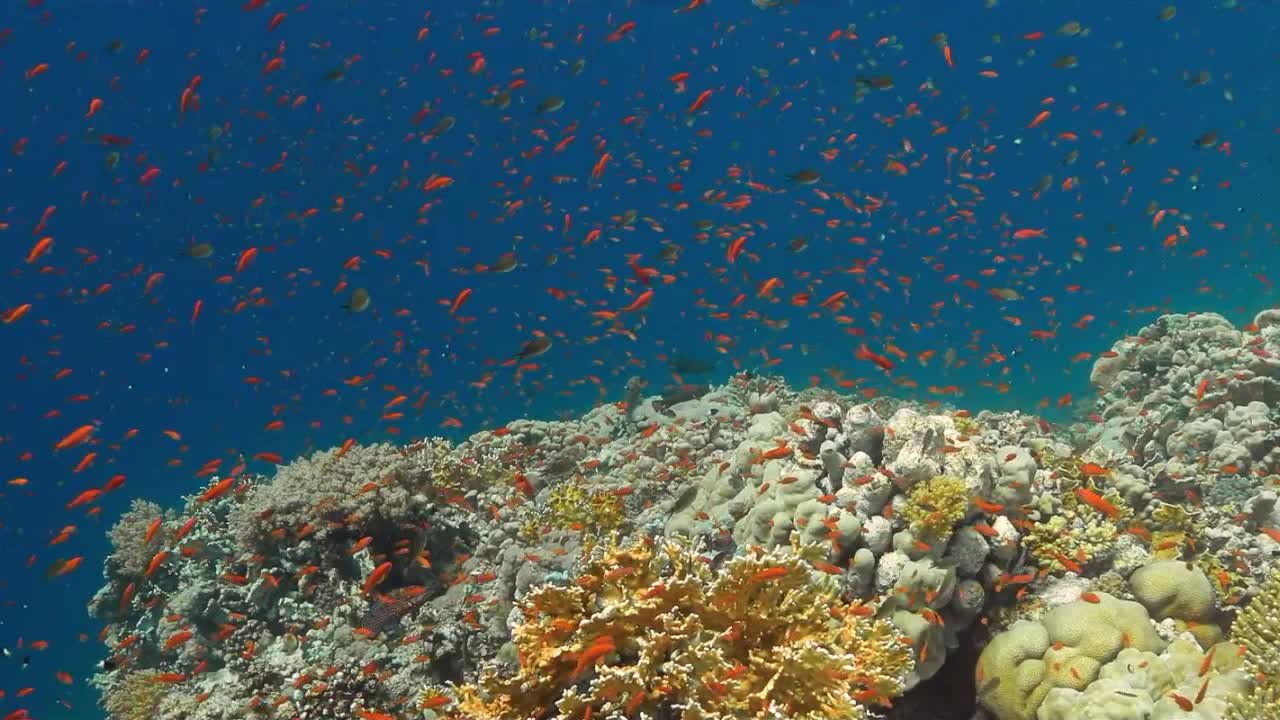 Красное море, часть 10